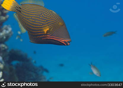 Orangestriped Triggerfish