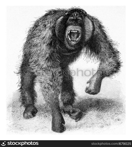 Orangutan adult male, vintage engraved illustration. From the Universe and Humanity, 1910.