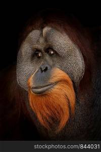 Orangutan Portrait , Close Up Shot