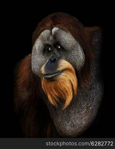 Orangutan Portrait On Black Background