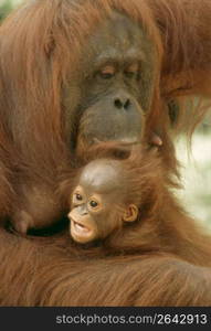 Orangutans