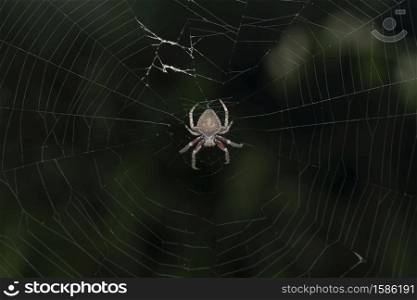 Orb weaver spider dorsal view, Neoscona mukerjei, Satara, Maharashtra, India