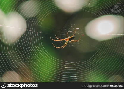 Orb-weaver spiders in nature are building webs. The circular web spider is another species found in many areas of Thailand.