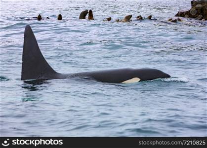 Orca attacking sea lions, Kamchatka Peninsula