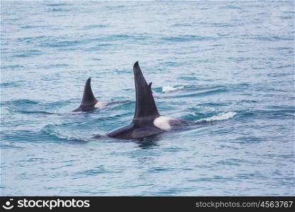 Orca (Killer Whale) in Alaska