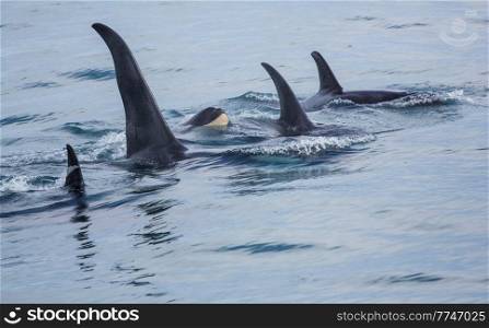 Orca  Killer Whale  in Alaska
