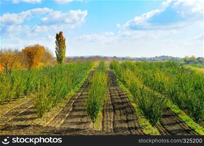 Orchard and blue cloudy sky. Agricultural landscape.