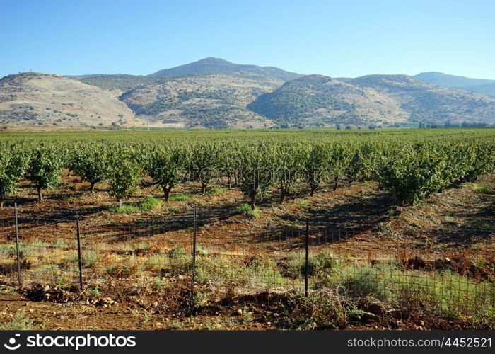 Orchard and mountain, North Israel