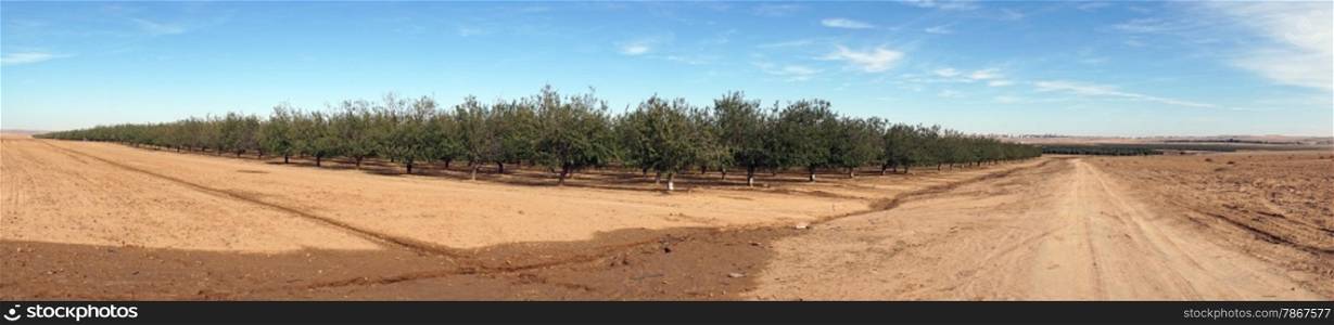 Orchard and plowed land in Israel