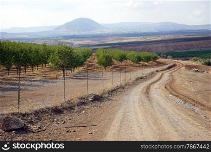 Orchard and track on the way to Tavor mount, Israel