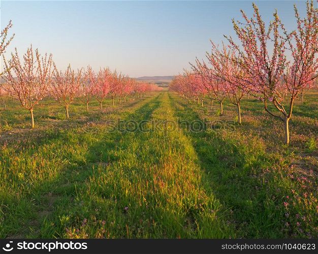 Orchard blooming spring garden. Flowers on tree. Nature composition.