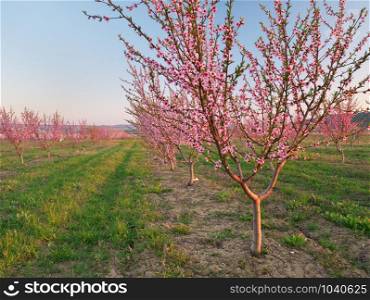 Orchard blooming spring garden. Flowers on tree. Nature composition.