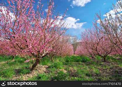 Orchard blooming spring garden. Nature composition.