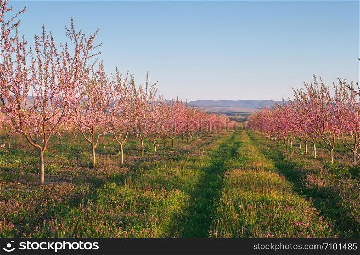Orchard blooming spring garden. Nature composition.