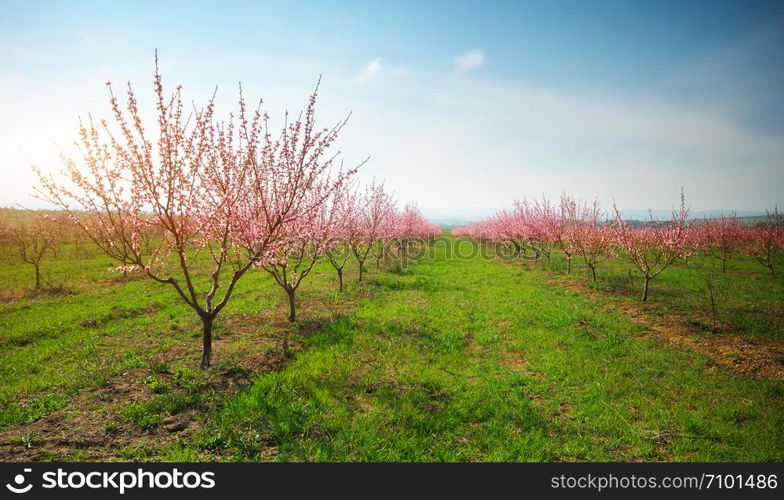 Orchard blooming spring garden. Nature composition.