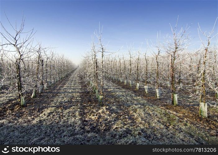 Orchard entrance in the winter, with hoarfrost covered trees