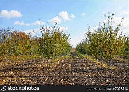 orchard in the autumn after the harvest