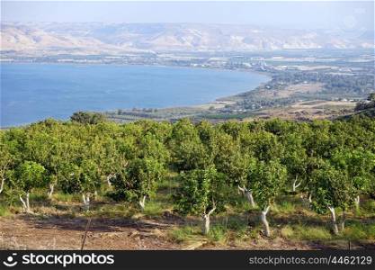 Orchard on the bank of Kinneret lake, Israel