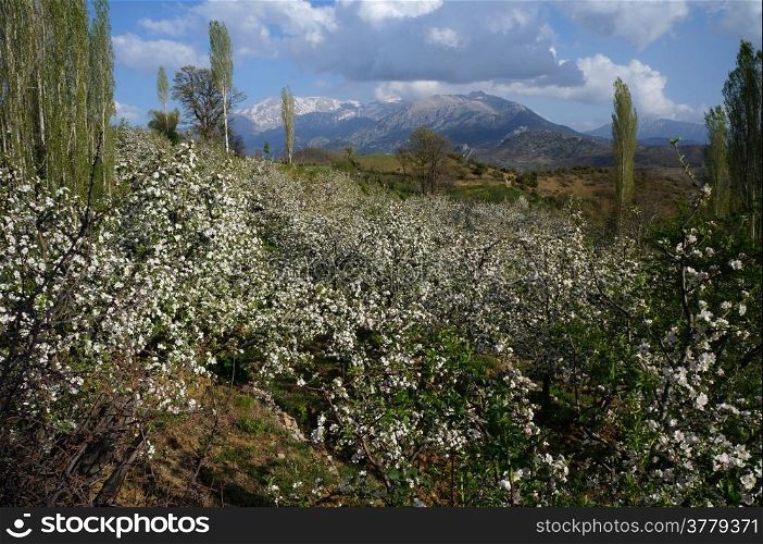 Orchard with apple tree flowers and mountain