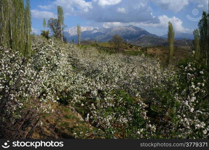 Orchard with apple tree flowers and mountain