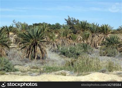 Orchard with date palm trees and desert in south Tunisia
