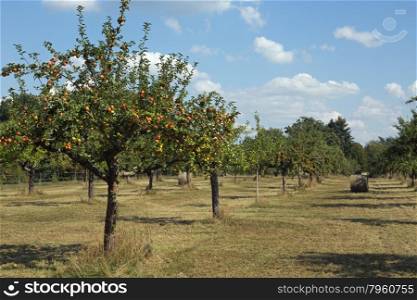 Orchard with hay rolls before harvest, Darmstadt (Germany)