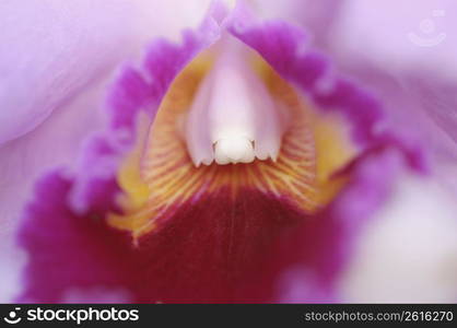 Orchid