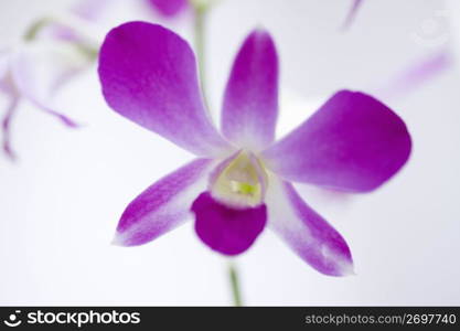 Orchid