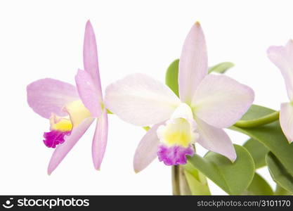 Orchid