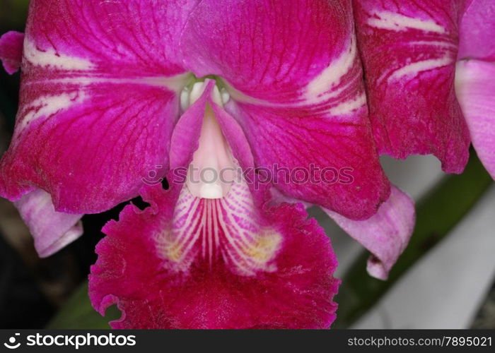 Orchid