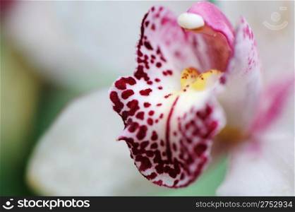 Orchid closeup. A flower growing in a tropical climate