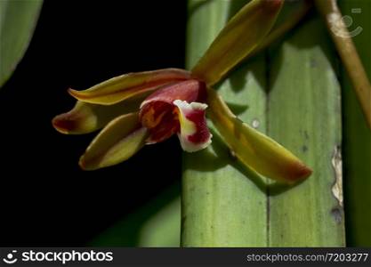 Orchid Cymbidium in beautiful nature.