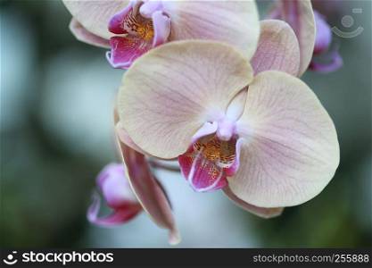 orchid flosers in close up