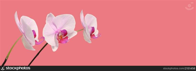 Orchid flower bouquet on pink long horizontal background.