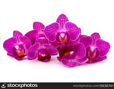 Orchid flower head bouquet isolated on white background cutout