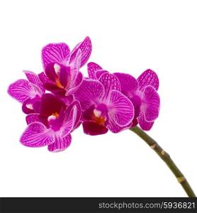 Orchid flower head bouquet isolated on white background cutout