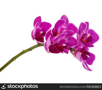 Orchid flower head bouquet isolated on white background cutout