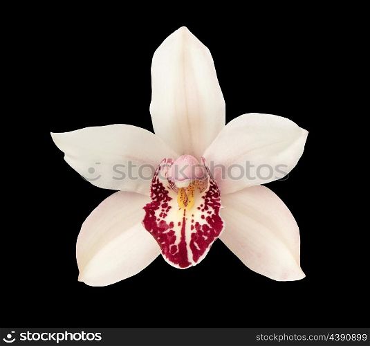 Orchid flower head isolated on black background. Closeup pink blossom