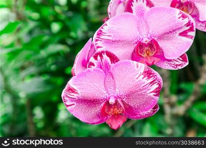 Orchid flower in garden at winter or spring day for postcard bea. Orchid flower in garden at winter or spring day for postcard beauty and agriculture idea concept design. Phalaenopsis Orchid.