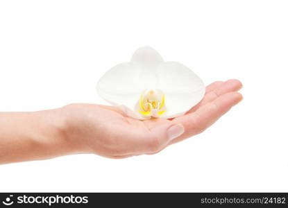 Orchid flower in hand isolated on white