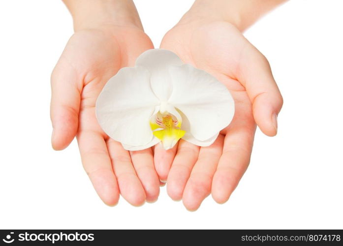 Orchid flower in hand isolated on white