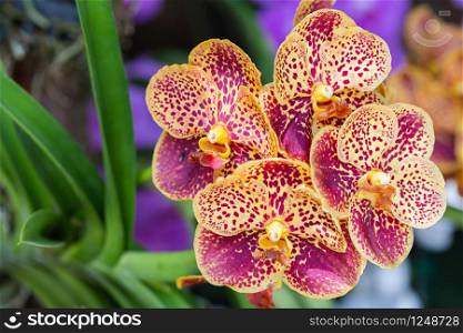 Orchid flower in orchid garden at winter or spring day for beauty and agriculture concept design. Vanda Orchidaceae.