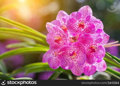 Orchid flower in orchid garden at winter or spring day for beauty and agriculture concept design. Vanda Orchid.