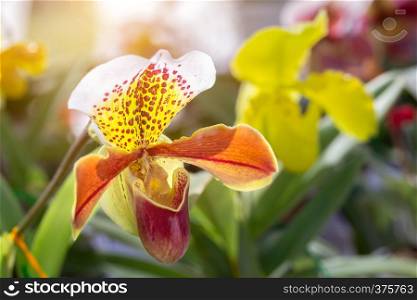Orchid flower in orchid garden at winter or spring day for beauty and agriculture concept design. Paphiopedilum Orchidaceae. or Lady's Slipper.