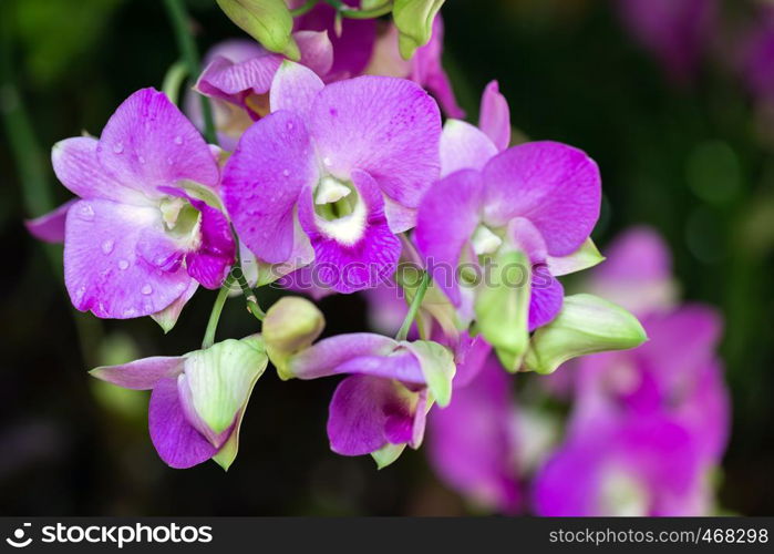 Orchid flower in orchid garden at winter or spring day for beauty and agriculture concept design. Dendrobium Orchidaceae