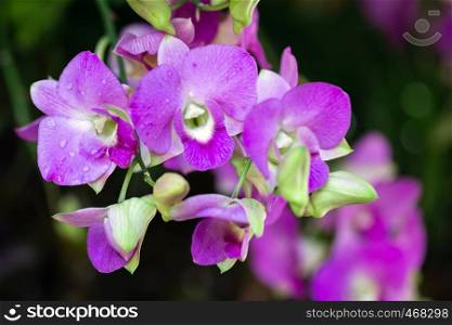 Orchid flower in orchid garden at winter or spring day for beauty and agriculture concept design. Dendrobium Orchidaceae