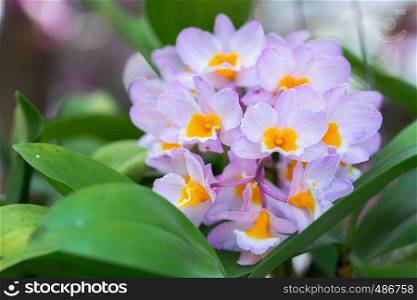 Orchid flower in orchid garden at winter or spring day for beauty and agriculture concept design. Dendrobium farmeri Orchidaceae.