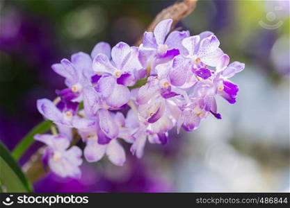 Orchid flower in orchid garden at winter or spring day for beauty and agriculture concept design. Rhynchostylis Orchidaceae.