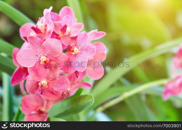 Orchid flower in orchid garden at winter or spring day for beauty and agriculture concept design. Vanda Orchid.