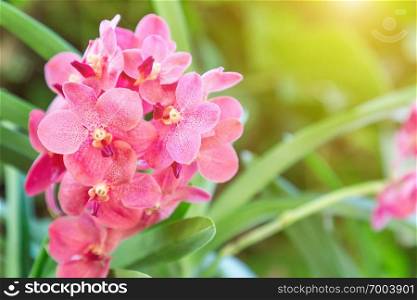 Orchid flower in orchid garden at winter or spring day for beauty and agriculture concept design. Vanda Orchid.